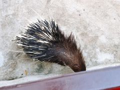 -海南热带野生动植物园