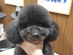 -鑫艺宠物美容培训学校