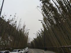 -中国唐苑