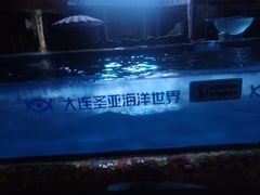 -大连圣亚海洋世界