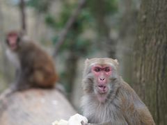 -黔灵山公园