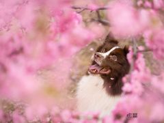 -lincat·猫舍(广州店)