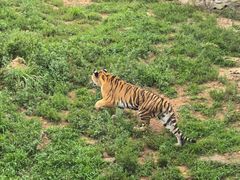 -西霞口神雕山野生动物世界