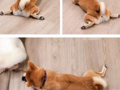 -柴迷FANS CLUB·柴犬狗咖·猫咖