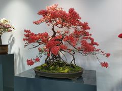 -上海滨江森林公园