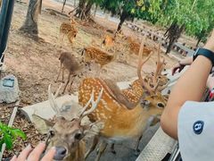 -清迈夜间动物园