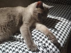-滚猫咖啡·猫咖·猫友好撸猫(未来城店)