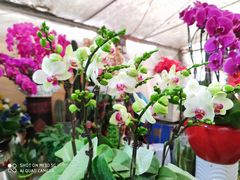 -金陵花卉交易市场