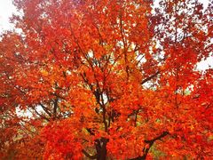 -北京西山国家森林公园