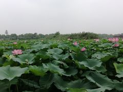 -荷塘月色湿地公园·向阳花洲