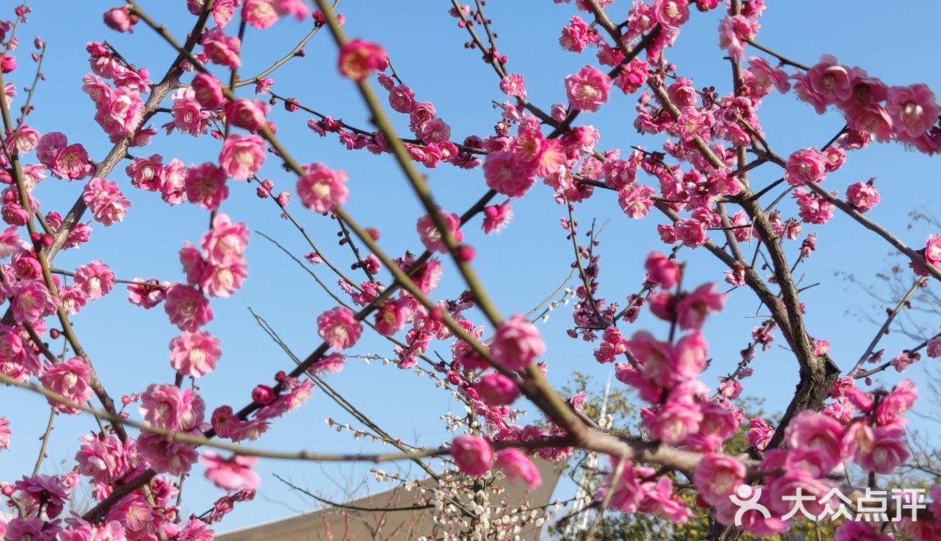 红梅花儿开