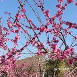 红梅花儿开