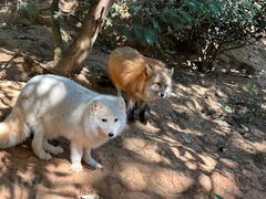 -云南野生动物园