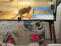 -平行世界·猫咖(首经贸店)