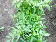 -金明姬铁锅炖(东坝店)