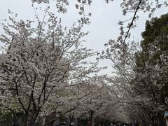 -高东镇樱花园