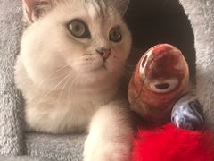 -芭比堂动物医院·犬猫全科·异宠专科(雁塔分院)