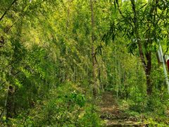 -素山寺森林公园