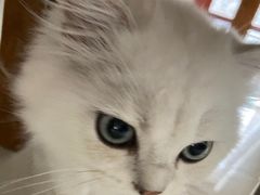 -关爱宠物医院·猫科中心·消化科(滨湖万达分院)