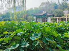 -莲湖公园