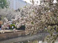 -海棠花溪(元大都城垣遗址公园)