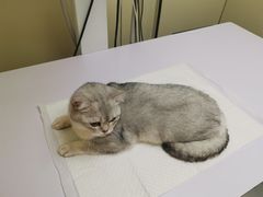 -纳吉亚猫专科动物诊疗中心(蒋宅口分院)