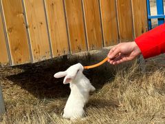 -武汉紫薇都市田园