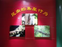 -上海昆虫博物馆