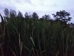 -泗洪洪泽湖湿地景区