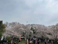 -武汉大学-樱园