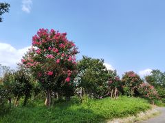 -东平国家森林公园