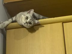 -银子铁板烧料理自助餐(人民广场店)