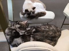 -飞行喵MR PILOT|猫舍·猫咖(静安大融城店)