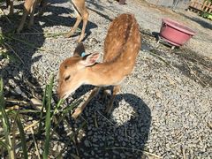 -鹿境梅花鹿生态园区