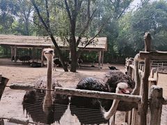 -秦皇岛野生动物园