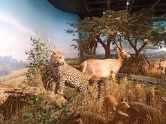 -陕西自然博物馆