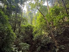-西双版纳原始森林公园