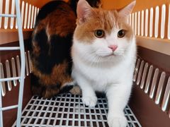 -瑞派·关忠动物医院·猫专科·犬专科(三环新城店)