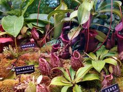 -中国科学院西双版纳热带植物园