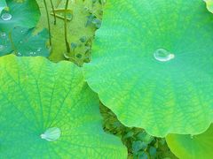 -武汉紫薇都市田园