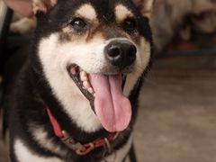 -柴犬高等学院·狗咖·柴犬售卖·宠物训练