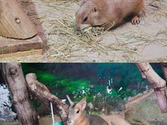 -正佳雨林生态植物园