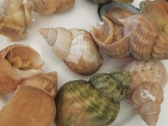 -前海华侨城JW万豪酒店·都会尚膳自助餐厅·熟成牛排海鲜酒水畅飨