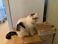 -Cappucimeow猫咪咖啡馆(韦伯时代店)