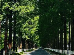 -黄海国家森林公园