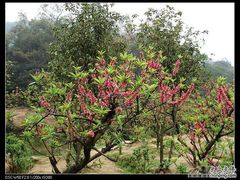 -南国桃园旅游度假区