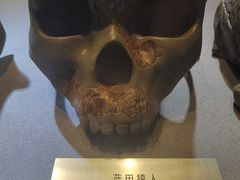-河南自然博物馆