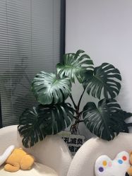 -凡碧诗毛孔清洁收细