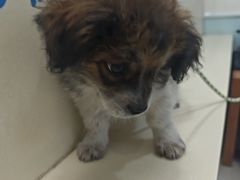 -全心全意连锁动物医院(加州店)