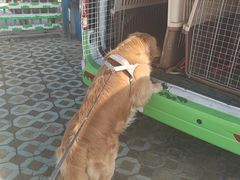 -趣玩宠物乐园寄养训犬训狗游泳池